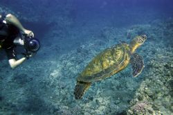 Diver and Turtle. This photo was taken in Maui, HI- about... by Mathew Cook 